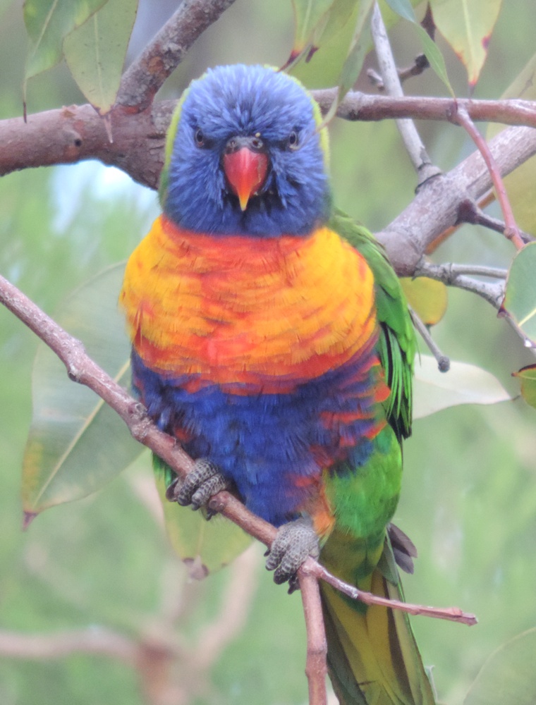 Rainbow Lorikeet