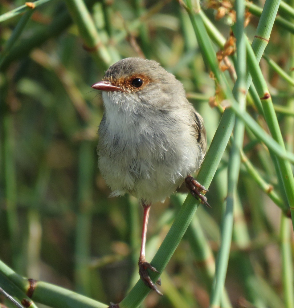 female superb fairy wren - milang